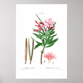PÓSTER REDOUTÉ DEL "OLEANDER" BOTÁNICO DE VINTAJE