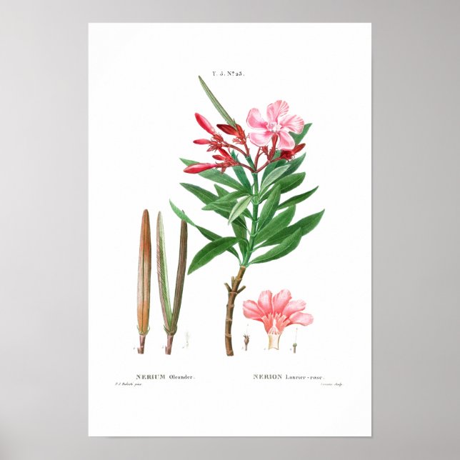PÓSTER REDOUTÉ DEL "OLEANDER" BOTÁNICO DE VINTAJE (Frente)