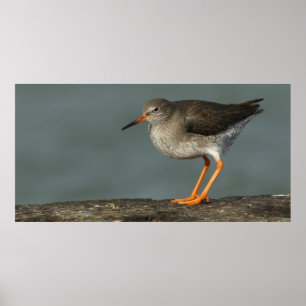 Póster Redshank Tringa Totanus