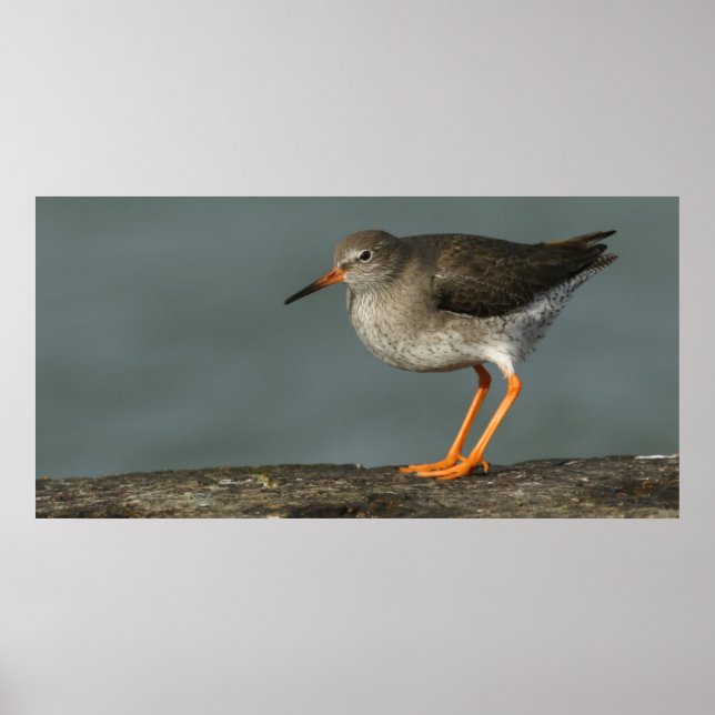 Póster Redshank | Tringa Totanus (Frente)