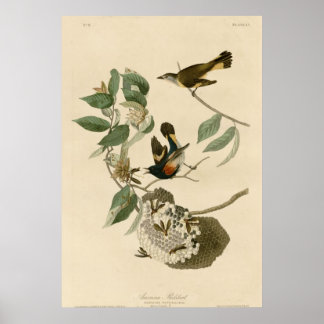 Póster Redstart de Estados Unidos