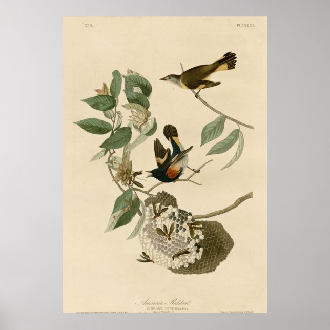 Póster Redstart de Estados Unidos (Frente)