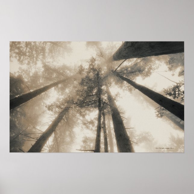Póster Redwood Forest, Northern California (Frente)