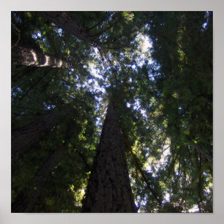 Póster Redwood Grove