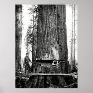 Póster REDWOOD LUMBERJACKS c. 1887