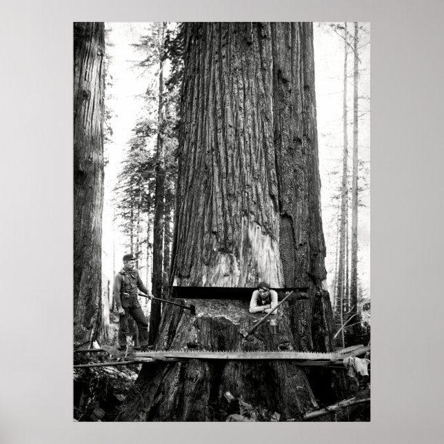 Póster REDWOOD LUMBERJACKS c. 1887 (Frente)