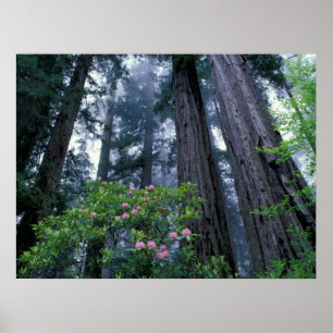 Póster Redwoods costeros y Rhododendrons