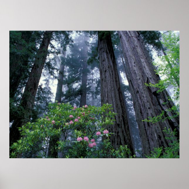 Póster Redwoods costeros y Rhododendrons (Frente)