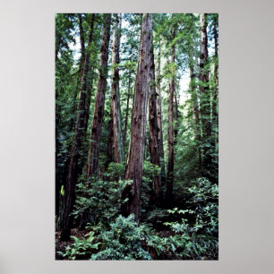 Póster Redwoods - Muir Woods National Monument