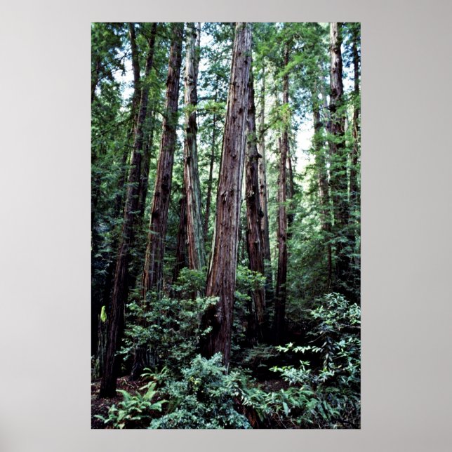 Póster Redwoods - Muir Woods National Monument (Frente)