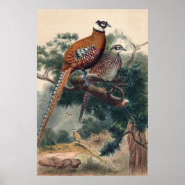 Póster Reeves Pheasant de Joseph Wolf