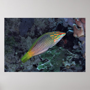 Póster Ref Wrasse