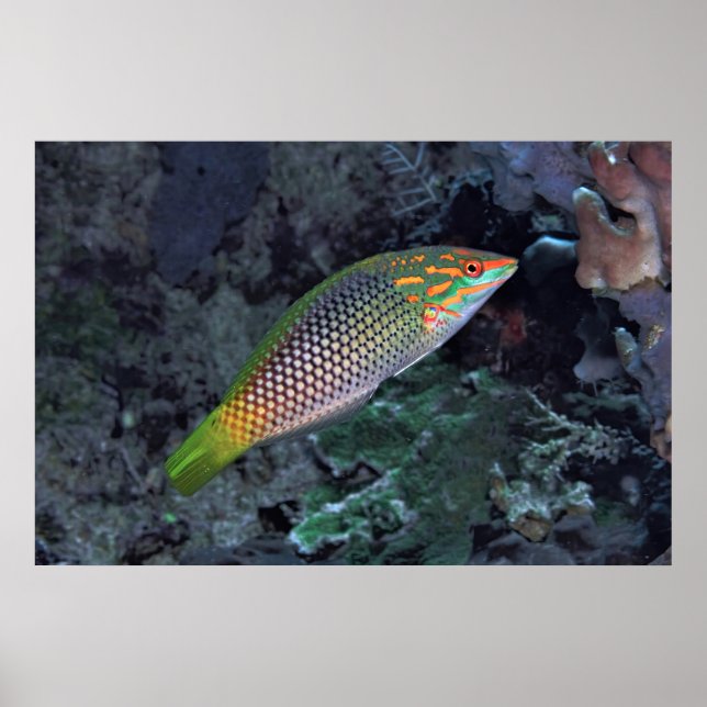 Póster Ref Wrasse (Frente)