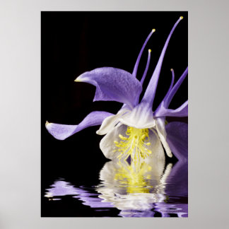Póster Reflejo de Columbina