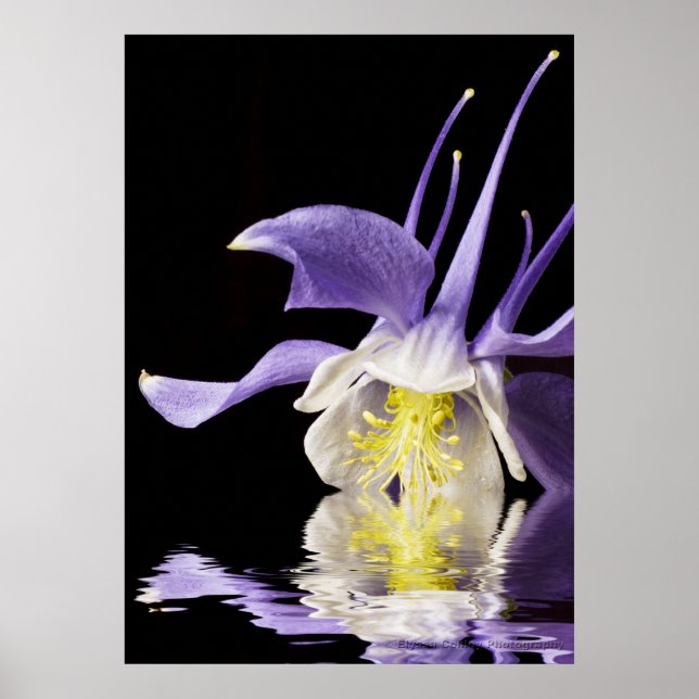 Póster Reflejo de Columbina (Frente)