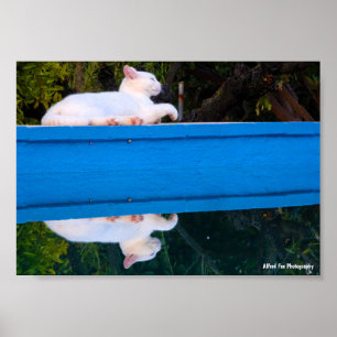 Póster Reflejo de un gato blanco