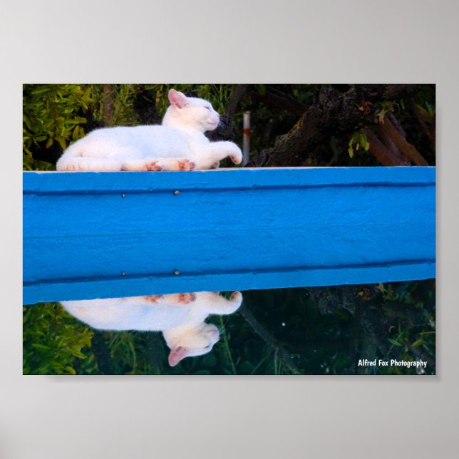 Póster Reflejo de un gato blanco (Frente)
