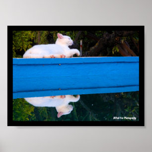 Póster Reflejo de un gato blanco