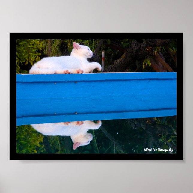 Póster Reflejo de un gato blanco (Frente)