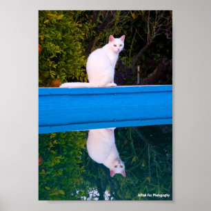 Póster Reflejo de un retrato de gato blanco