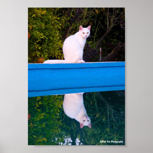 Póster Reflejo de un retrato de gato blanco (Frente)