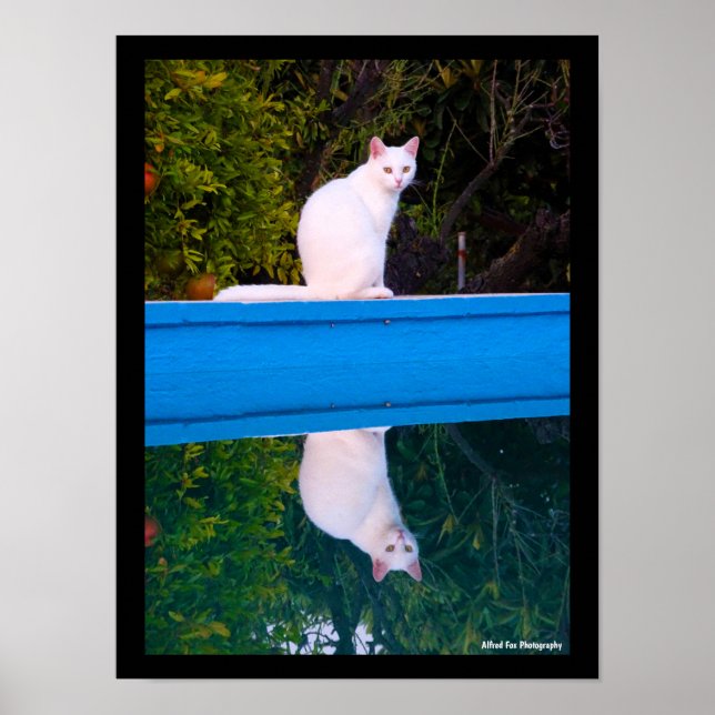 Póster Reflejo de un retrato de gato blanco (Frente)