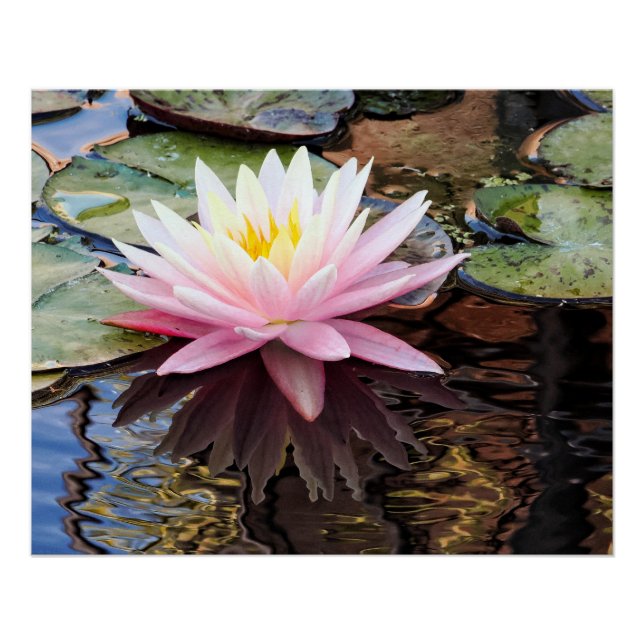 Póster Reflejos de Nenúfares (Anverso)