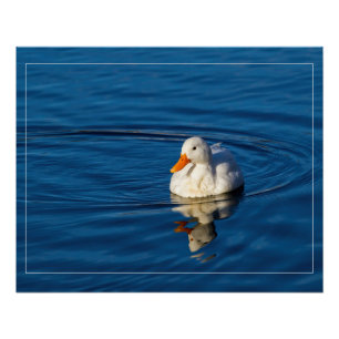 Póster Reflejos de patito blanco