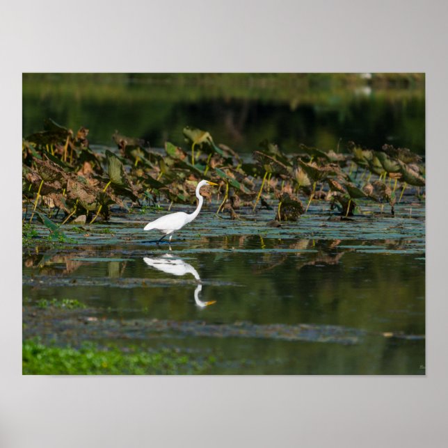 Póster Reflexión de Egret Blanco (Frente)