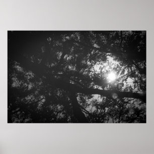 Póster Reflexión del árbol de Neem
