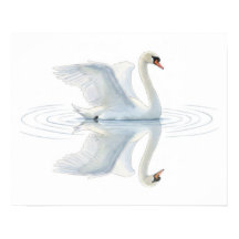 Reflexión del cisne