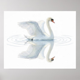 Póster Reflexión del cisne