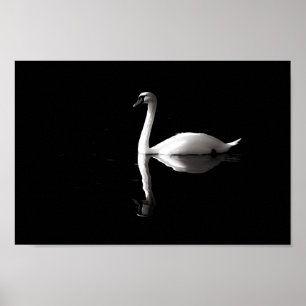 Póster Reflexión del cisne