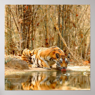 Póster Reflexión del tigre