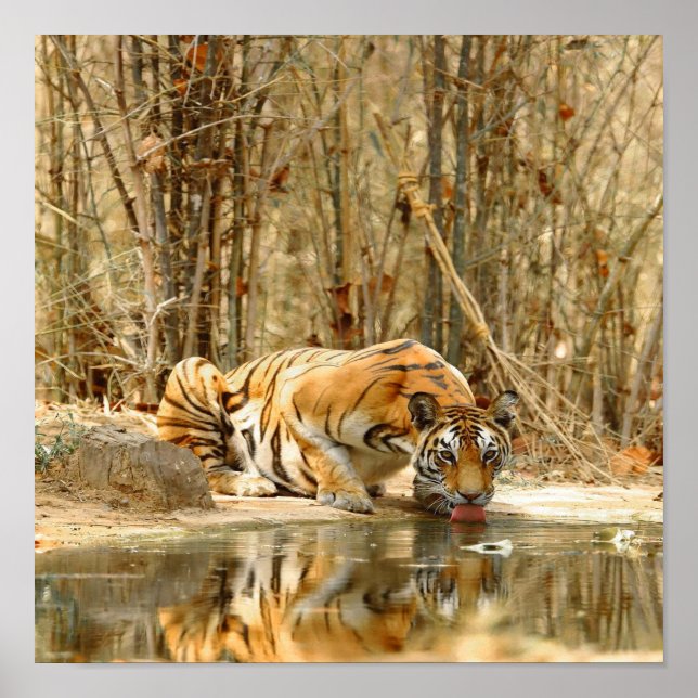 Póster Reflexión del tigre (Frente)