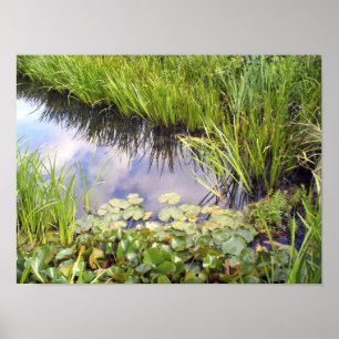 Póster Reflexion des Himmels im See mit Lilien