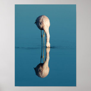 Póster Reflexión Flamingo, Laguna Chaxa, Atacama