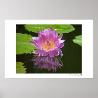 Póster Reflexión Rosa