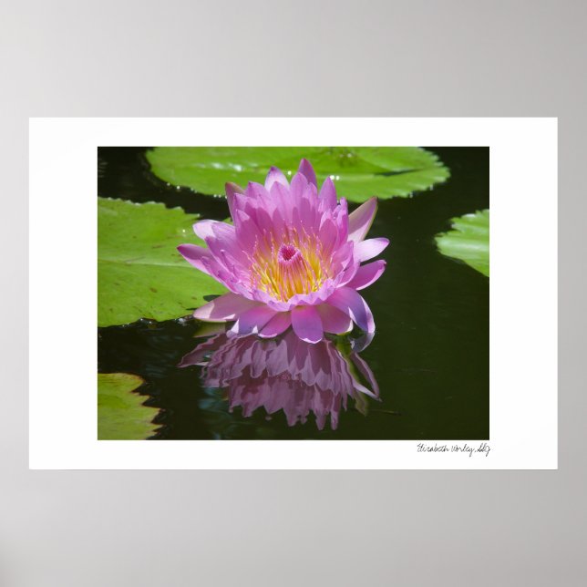 Póster Reflexión Rosa (Frente)