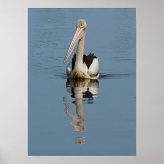 Póster Reflexiones Pelican