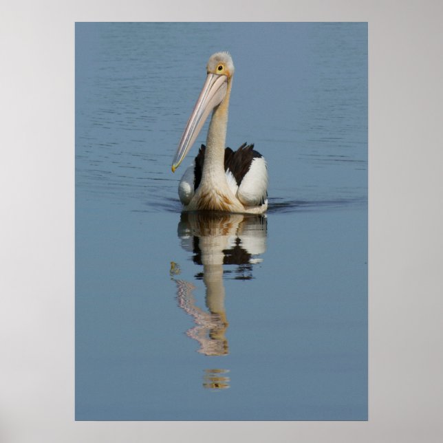 Póster Reflexiones Pelican (Frente)