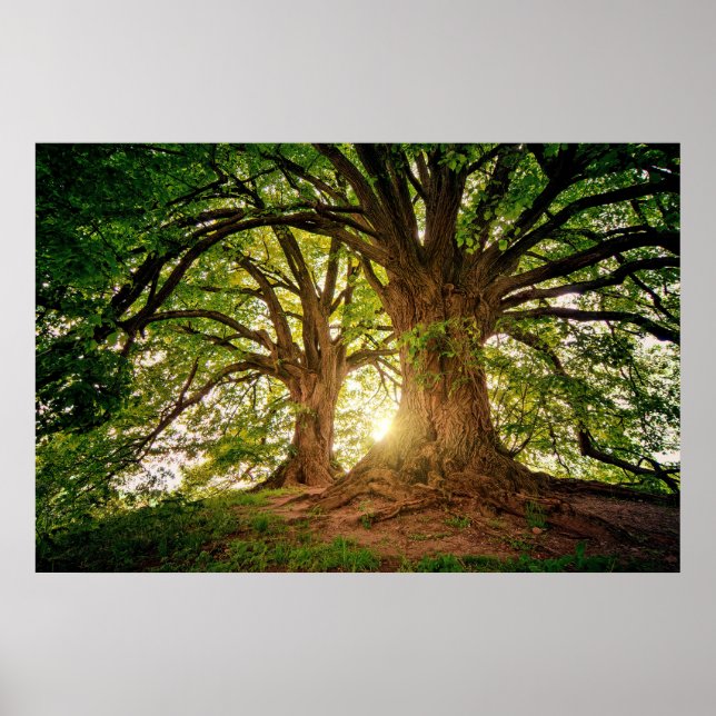 Póster Refrescante del árbol de la naturaleza Sunlight Wh (Frente)