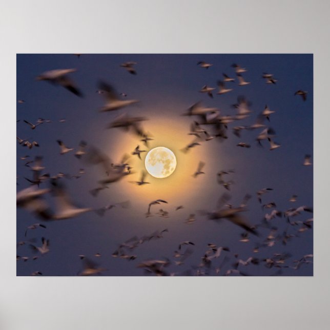 Póster Refugio nacional de vida silvestre Bosque del Apac (Frente)