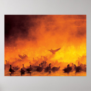 Póster Refugio Nacional de Vida Silvestre Bosque del Apac