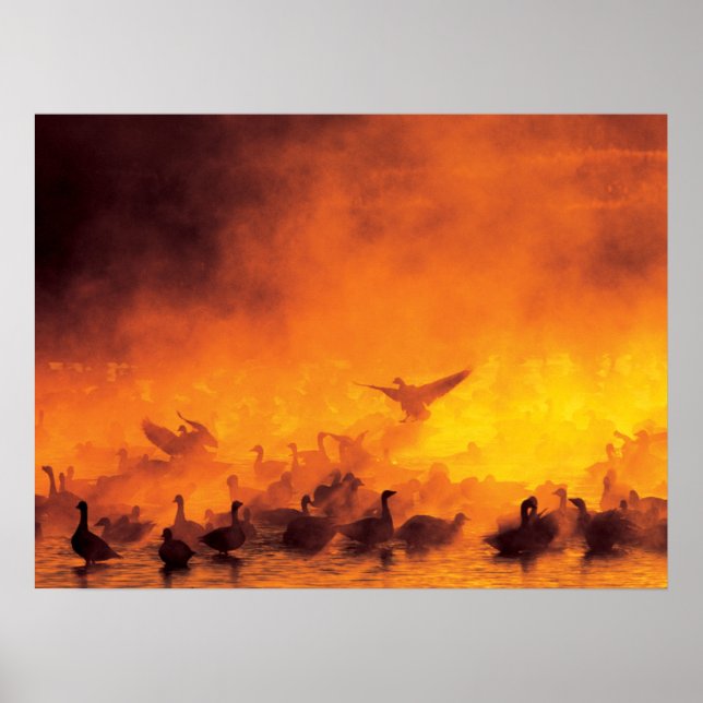 Póster Refugio Nacional de Vida Silvestre Bosque del Apac (Frente)