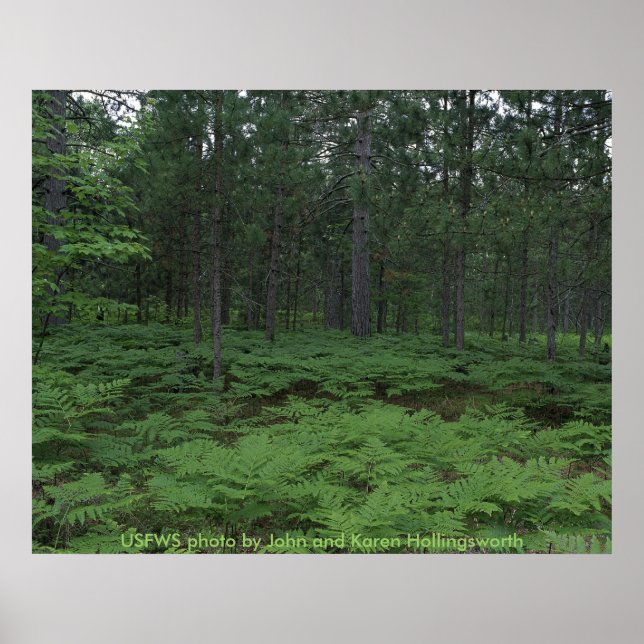 Póster Refugio nacional de vida silvestre Seney, poster/M (Frente)
