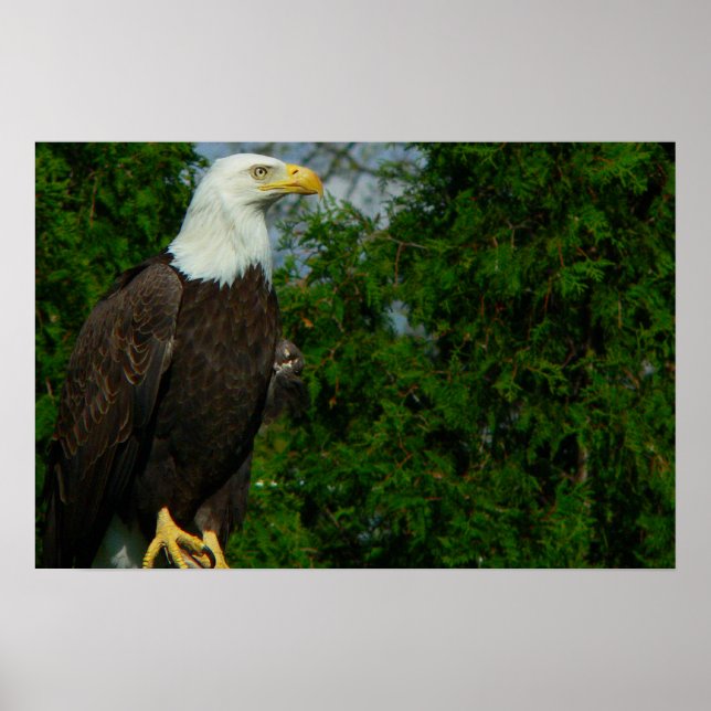 Póster Regal American Bald Eagle (Frente)