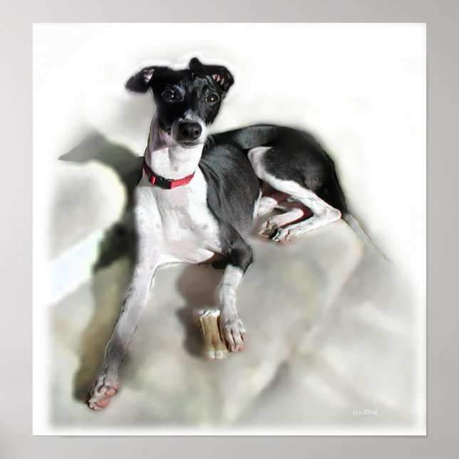 Póster Regal Iggie (Frente)