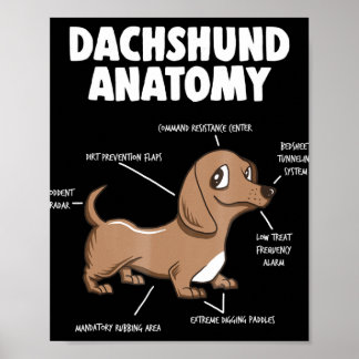 Póster Regalo de perro | Anatomía Dachshund Funny Weiner