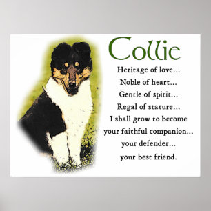 Póster Regalos ásperos del collie del tri color